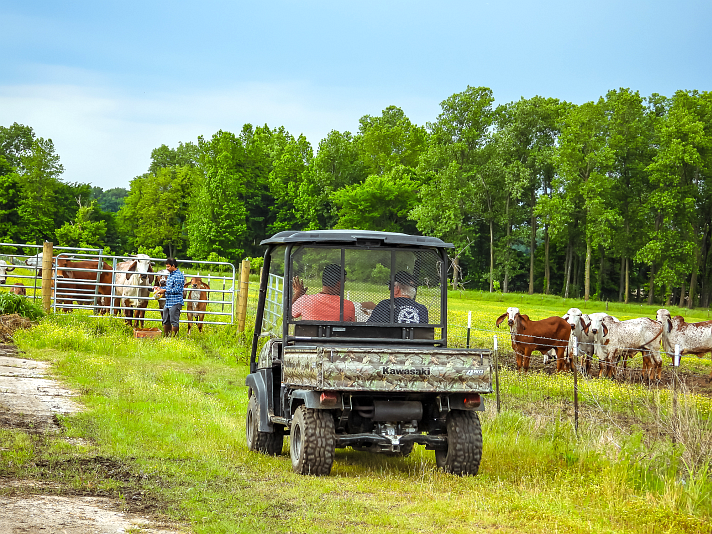 cow