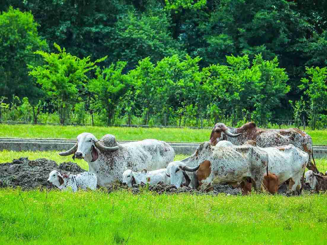 cow